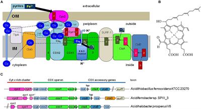 Respiratory Heme A-Containing Oxidases Originated in the Ancestors of Iron-Oxidizing Bacteria